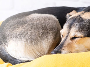 Ein schlafender braun-schwarzer Hund auf einem gelben Hundebett