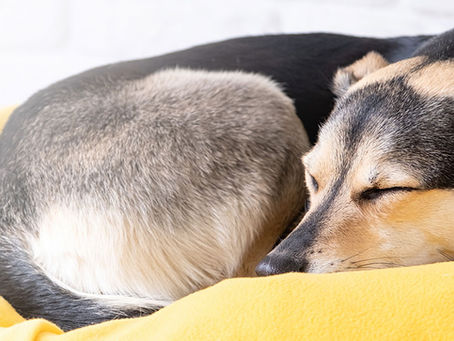 Ein schlafender braun-schwarzer Hund auf einem gelben Hundebett