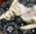 Ein Hund der es sich auf einer dunklen Decke gemütlich gemacht hat und auf dem Rücken liegt.