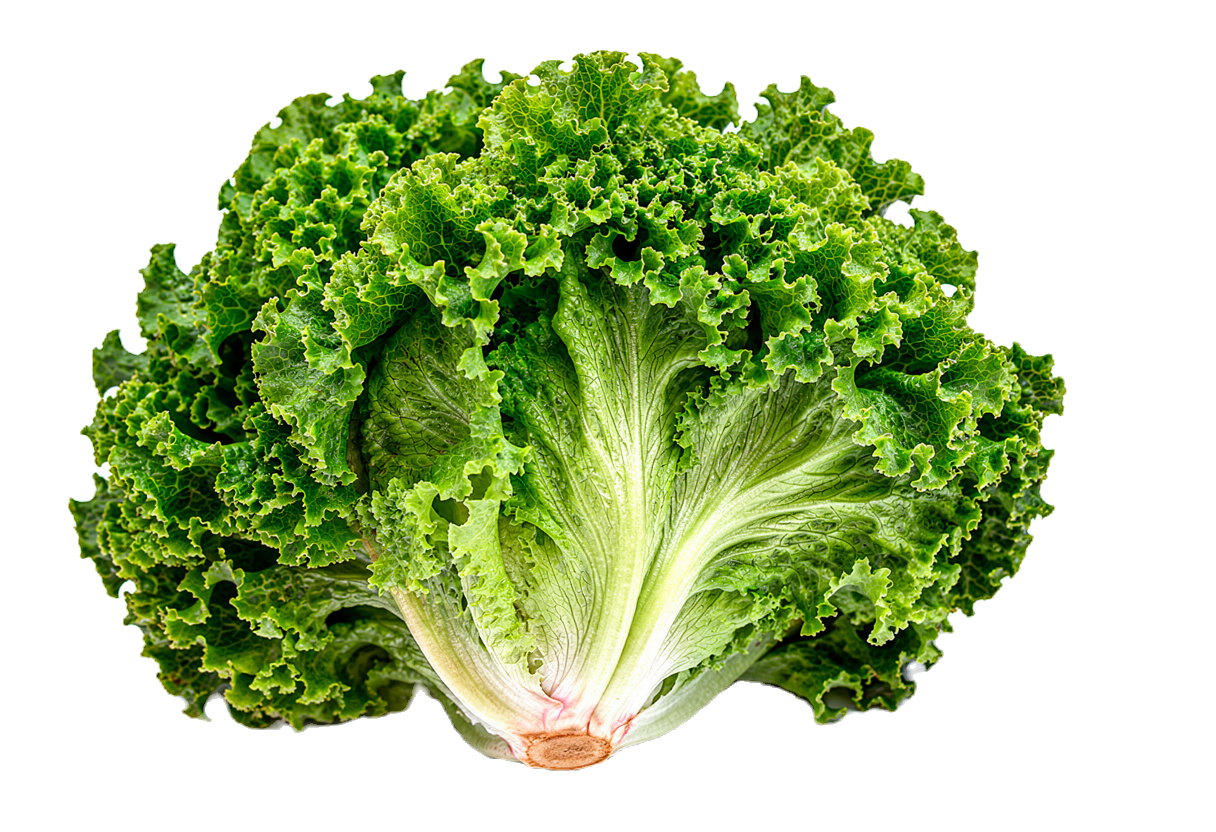 Iceberg Lettuce