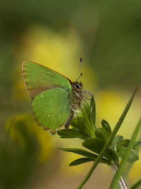 A New Forest Butterfly