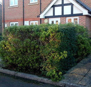 garden renovation