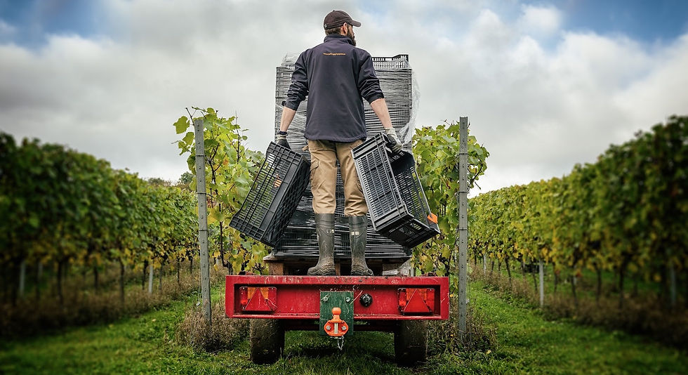 Hattingley Valley Harvest - laying out in vineyard_The Electric Eye.jpg