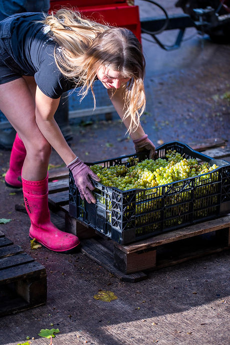 Zoë Driver wine maker