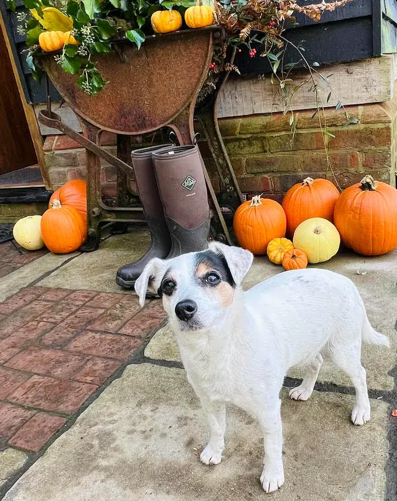 Dog Friendly Cottage New Forest