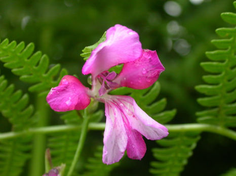 Wildflowers in the new forest