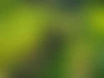 grape pickers in Hampshire