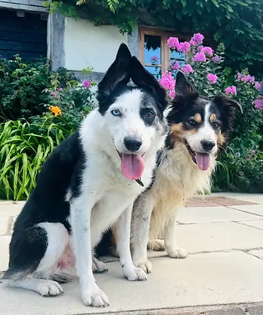 Dog Friendly Cottage New Forest