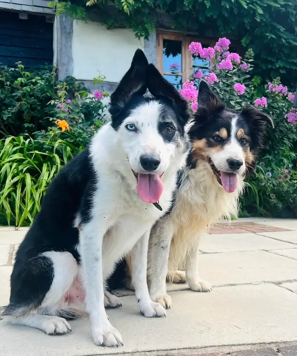 Dog Friendly Cottage New Forest