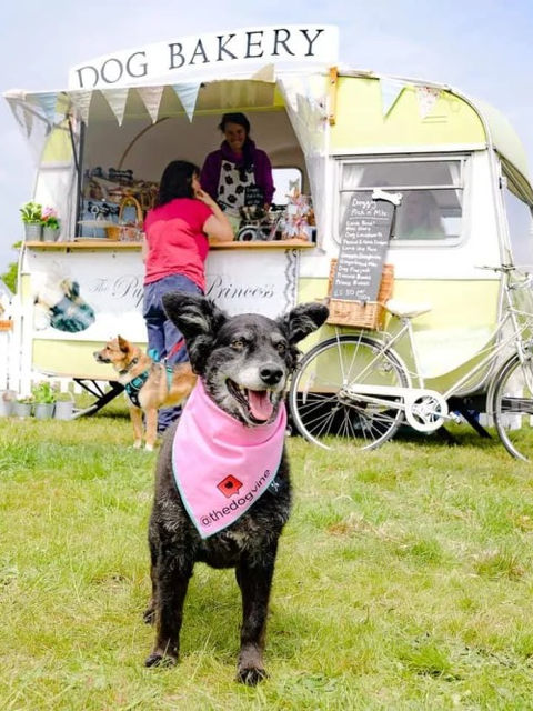 dogstival family friendly festival for dogs near new forest