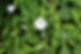 bindweed