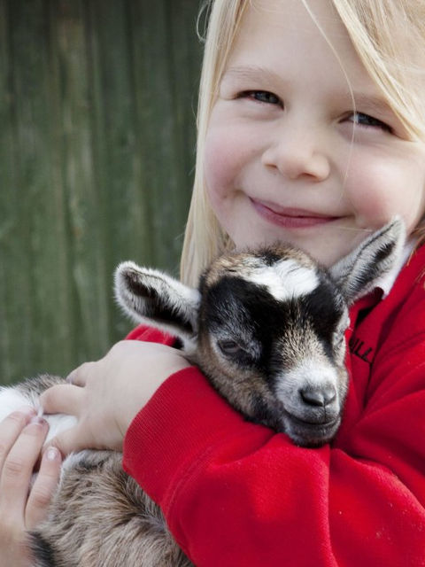 Girl cuddling kid goat at Longdown Activity Farm