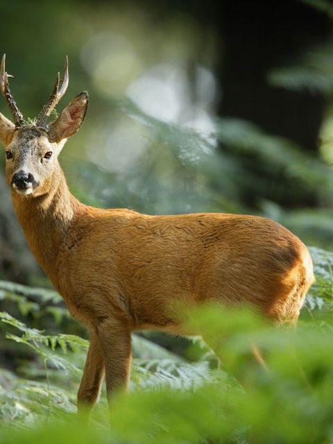 A deer in the New Forest