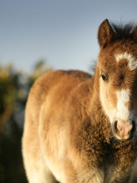 New born new forest foal