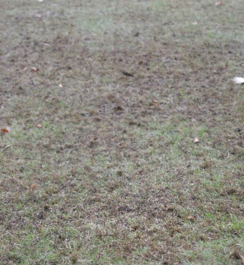 how to maintain a beautiful lawn