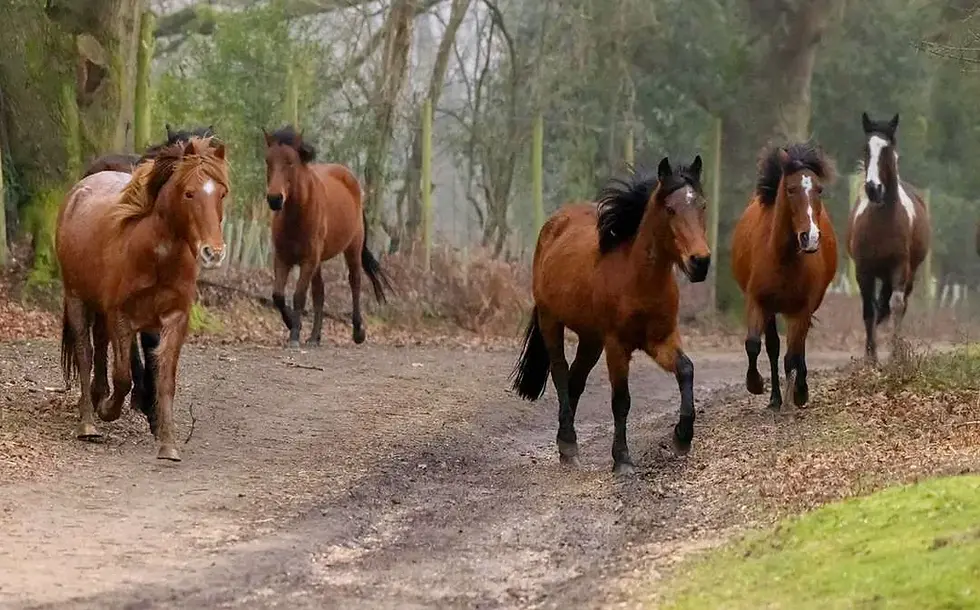 Herd of free-roaming New Forest ponies walking along a forest track