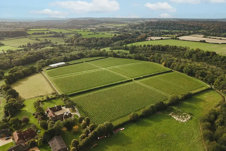 Otium Estate Vineyard Air shot.webp