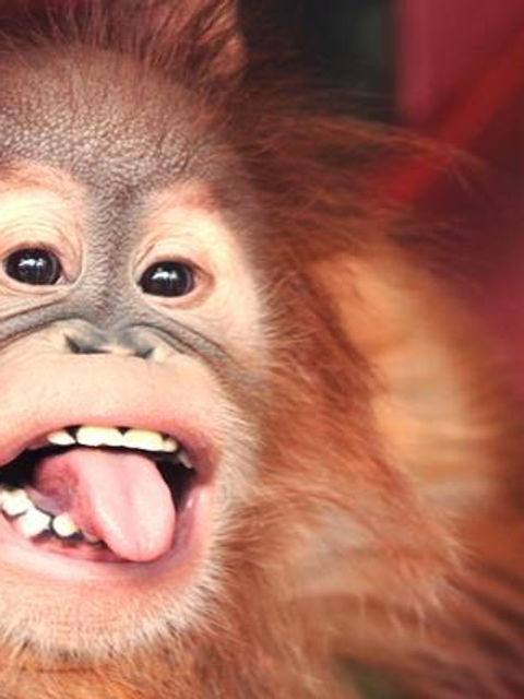 Monkey World