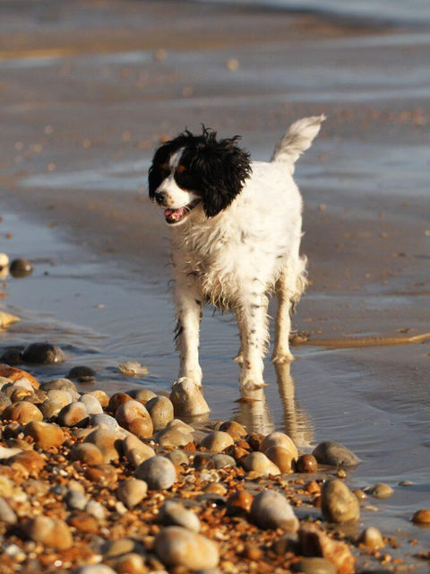 new forest cottage dog friendly