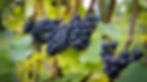 Hattingley Valley Harvest 2016 © The Electric Eye Photography 105 - grapes on vine.jpg