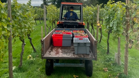 Wine Harvest Month