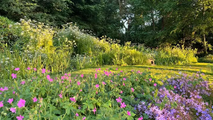 new-forest-holiday-cottage-gardens-wildflowers