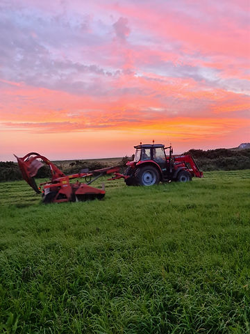 Ballyboley%20Dexters_edited.jpg