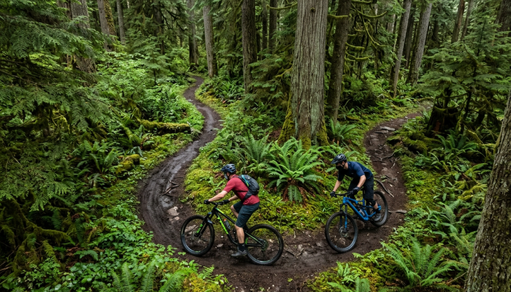 Overhead view of mountain bikers riding through a green coastal forest trail.