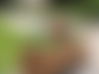 Upgrade Your Garden with Teak Wood Planters