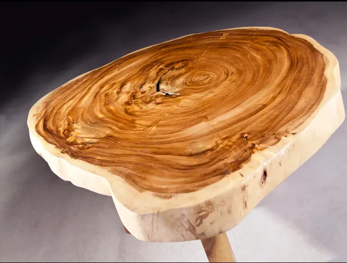 monkeypod or rain tree crosscut with golden swirls