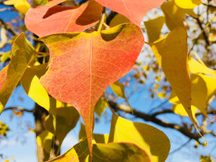 森探検に出かけたい