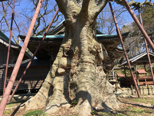 新潟市北区高森　高森の大ケヤキ