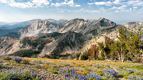 Precision Cover 2.png