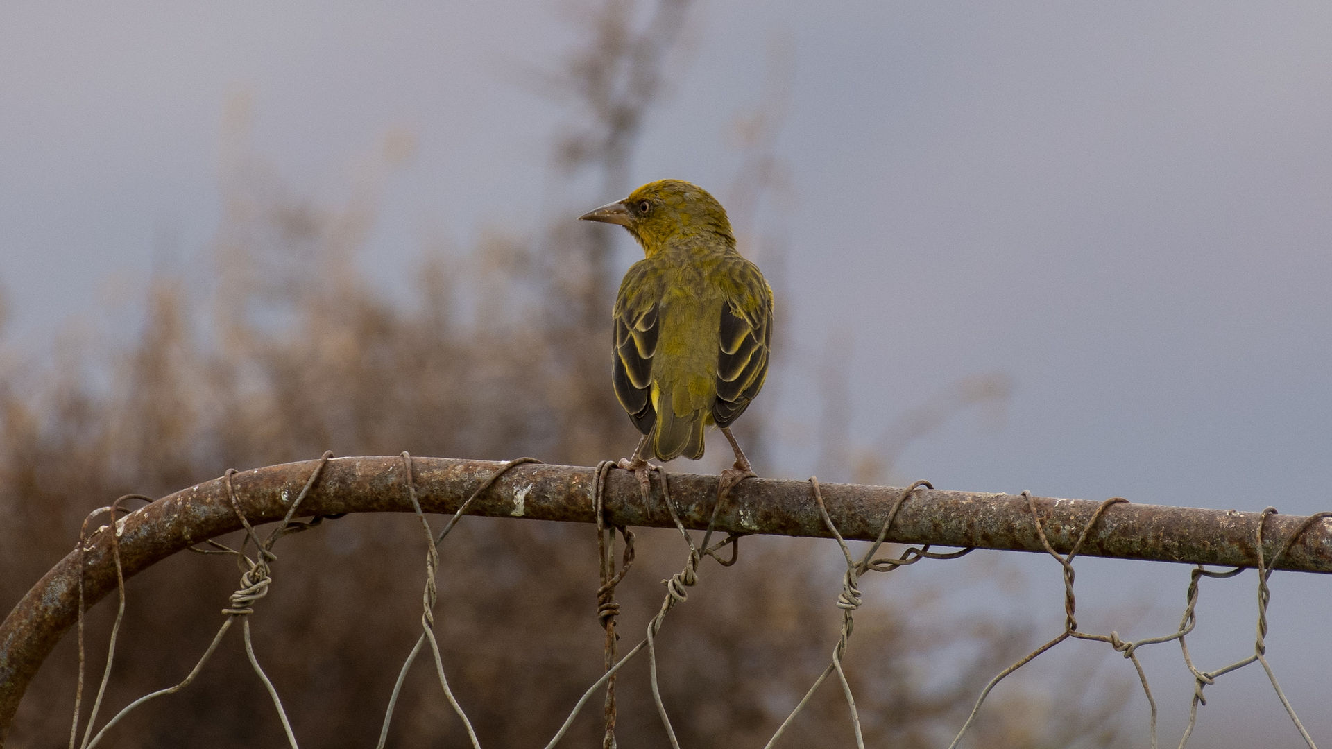 Cape Weaver