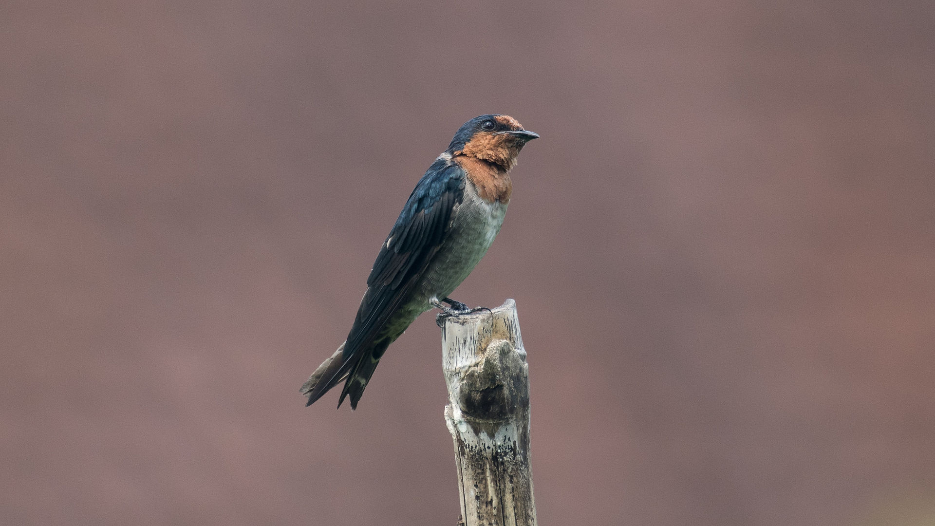 Pasific Swallow