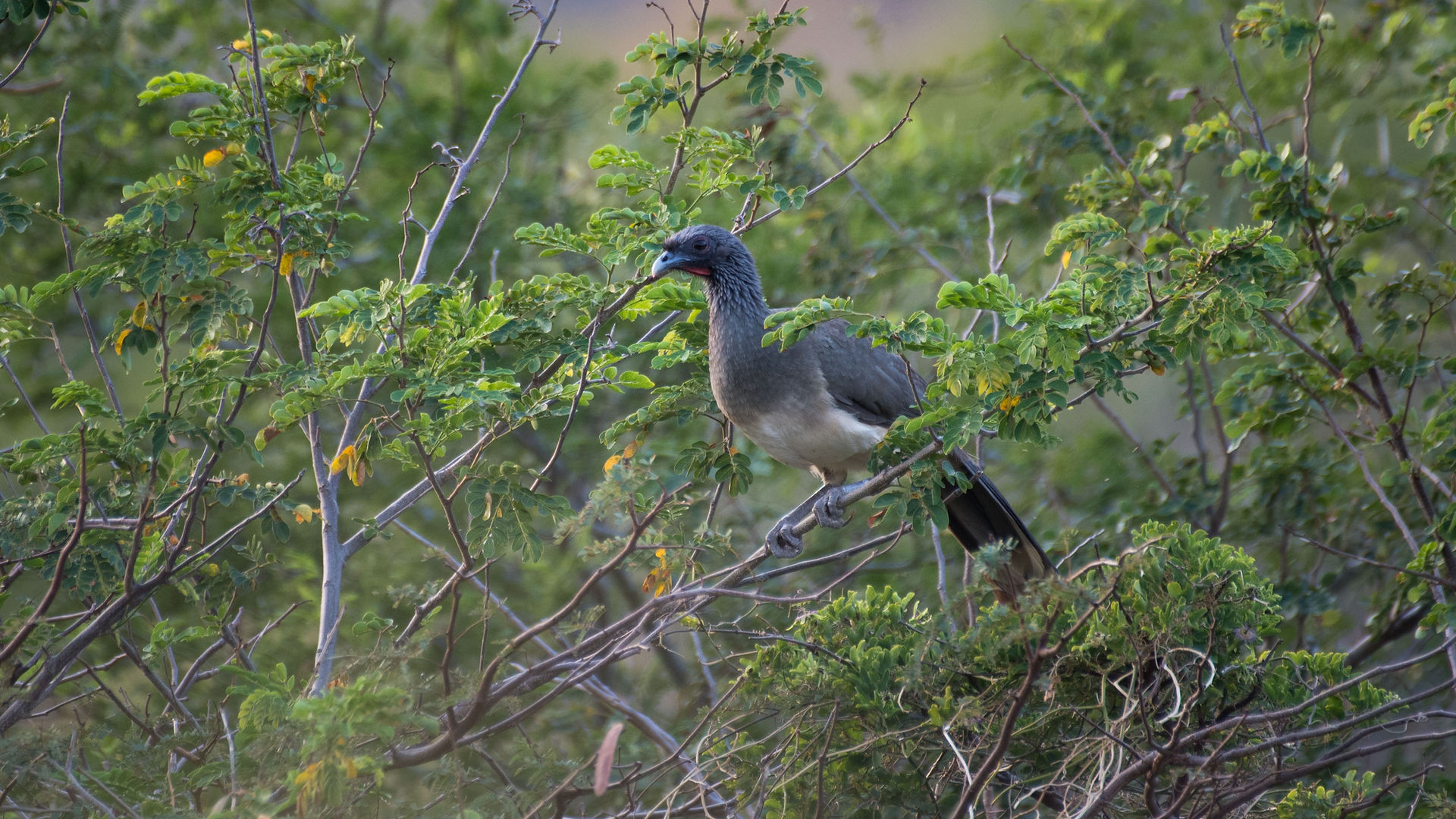 West Mexican Chachalaca