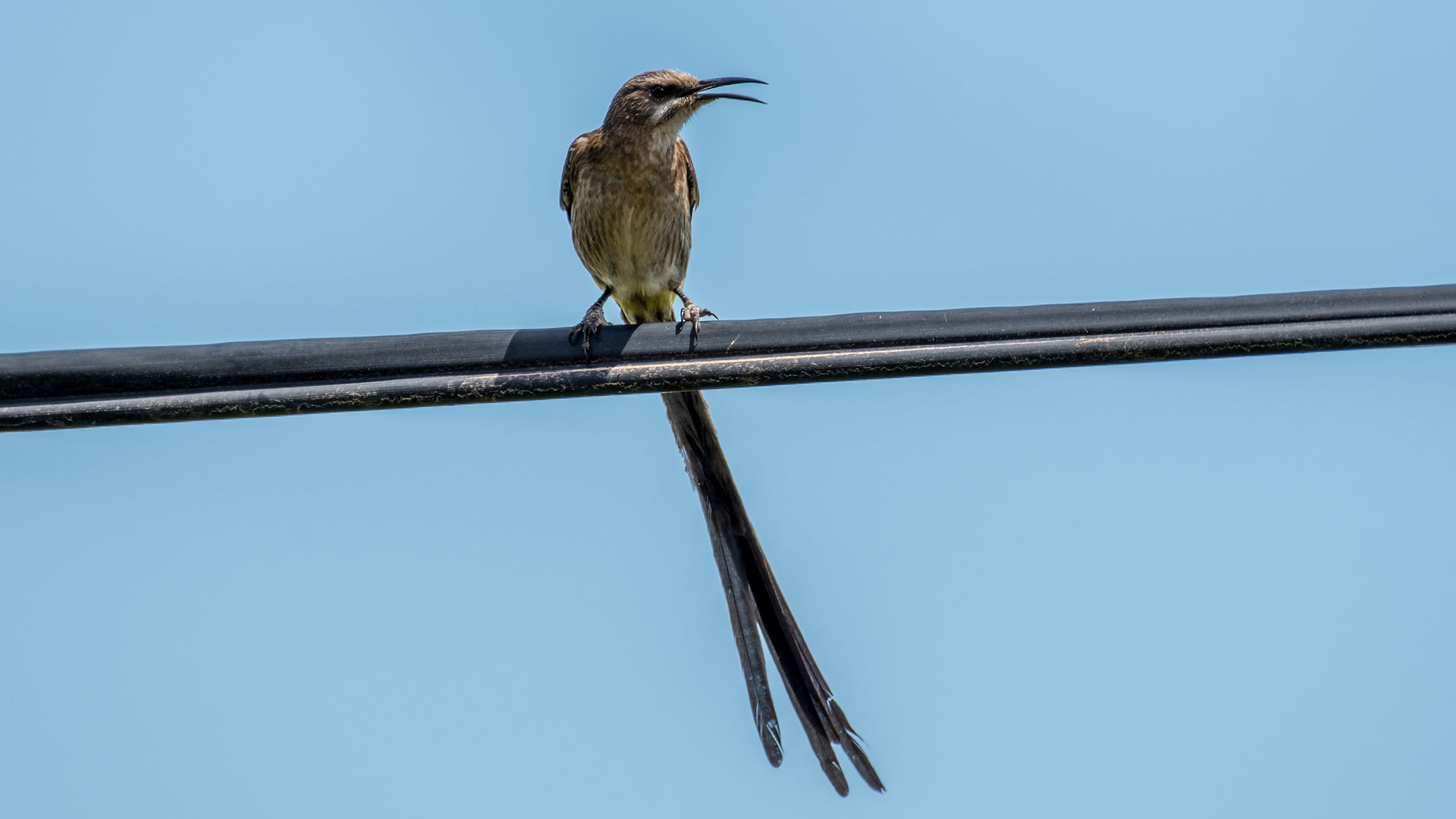 Cape Sugarbird
