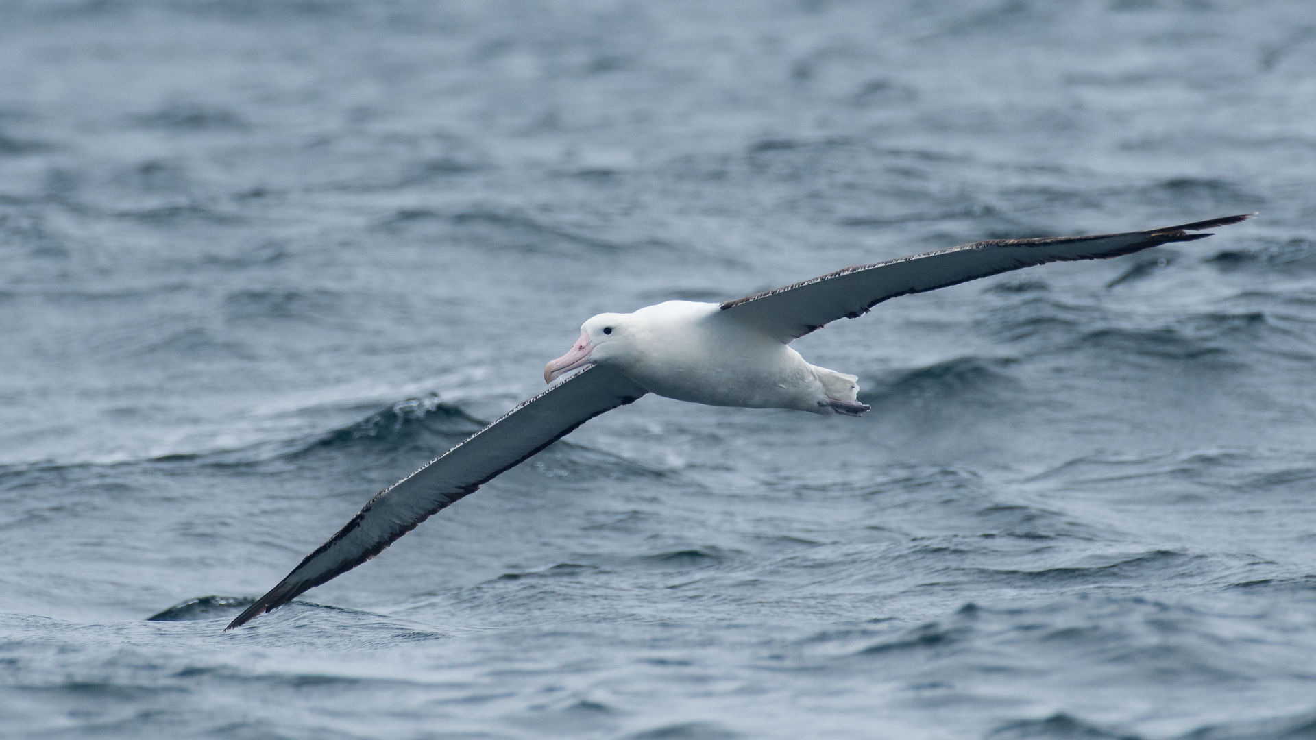 Northern Royal Albatross