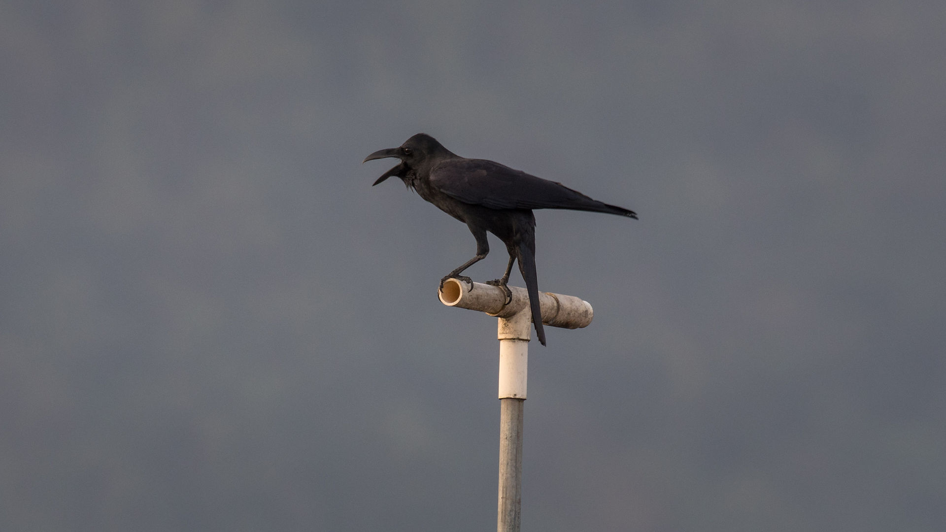 Largebilled Crow 