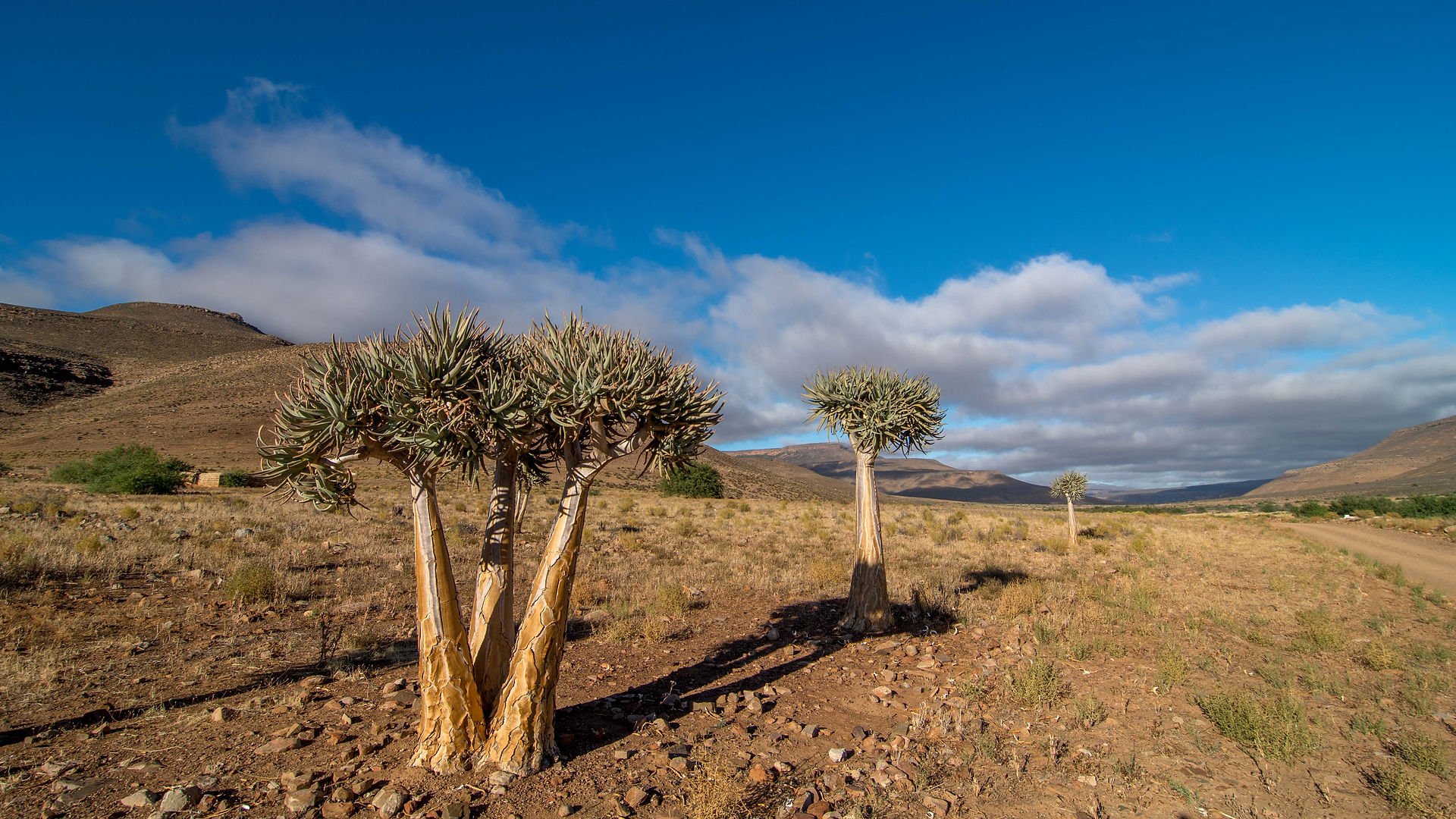 Karoo landskab
