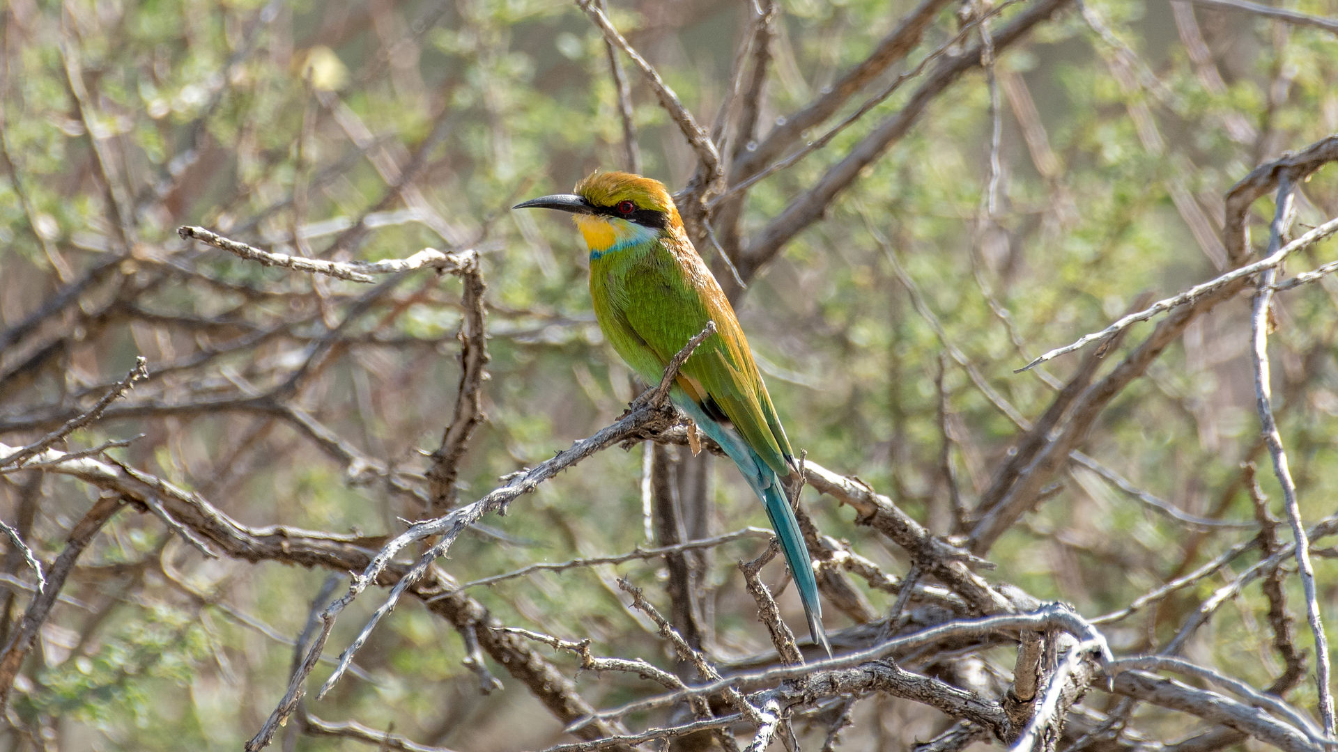 Swallow-tailed Bee-Eater