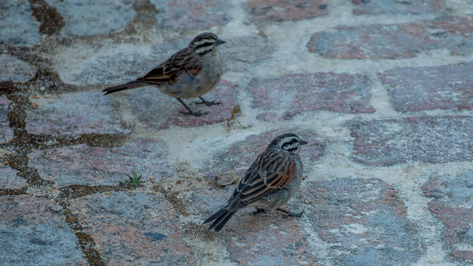 Cape Bunting i haven