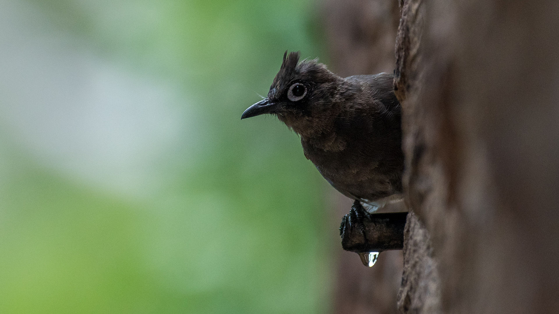 Cape Bulbul