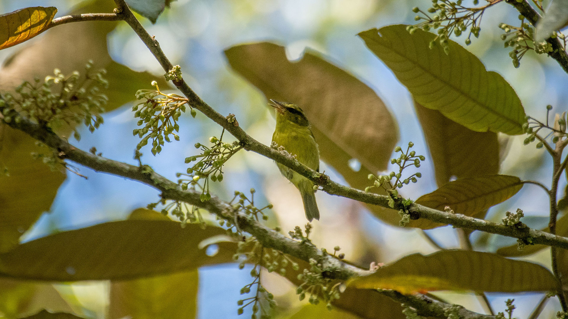 Mountain Leaf Warbler