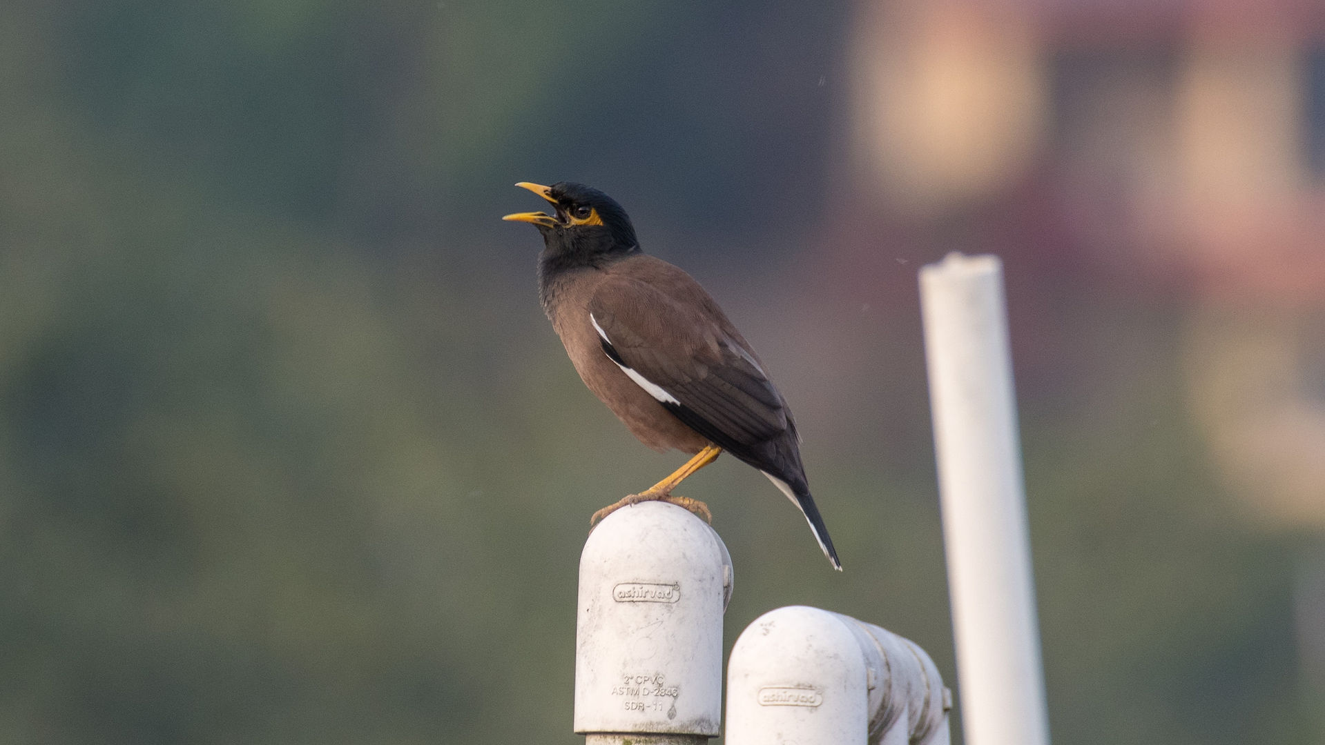 Mynah (Maina)