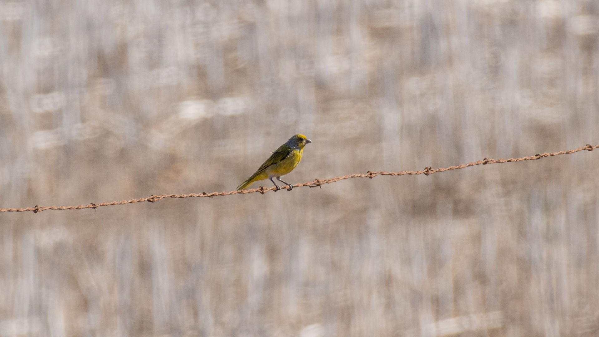 Cape Canary