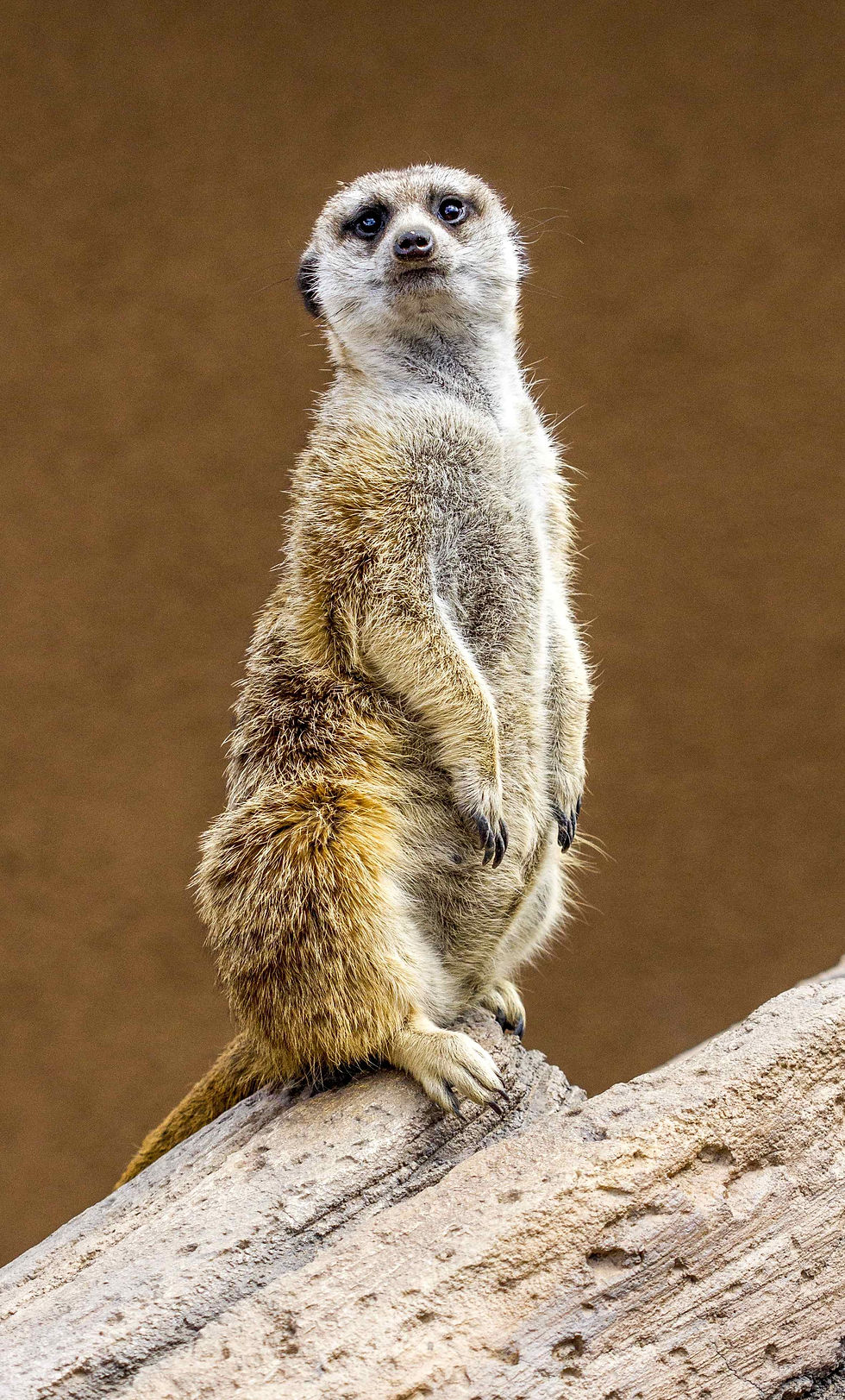 IMG_2124_thumb_thumb