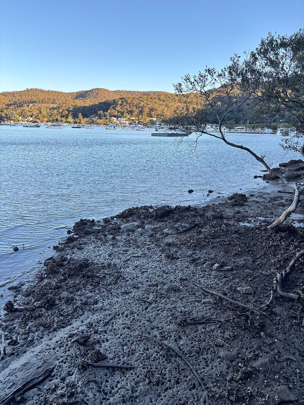 Kangaroo Point to Dangar Island (Half Day Hike)