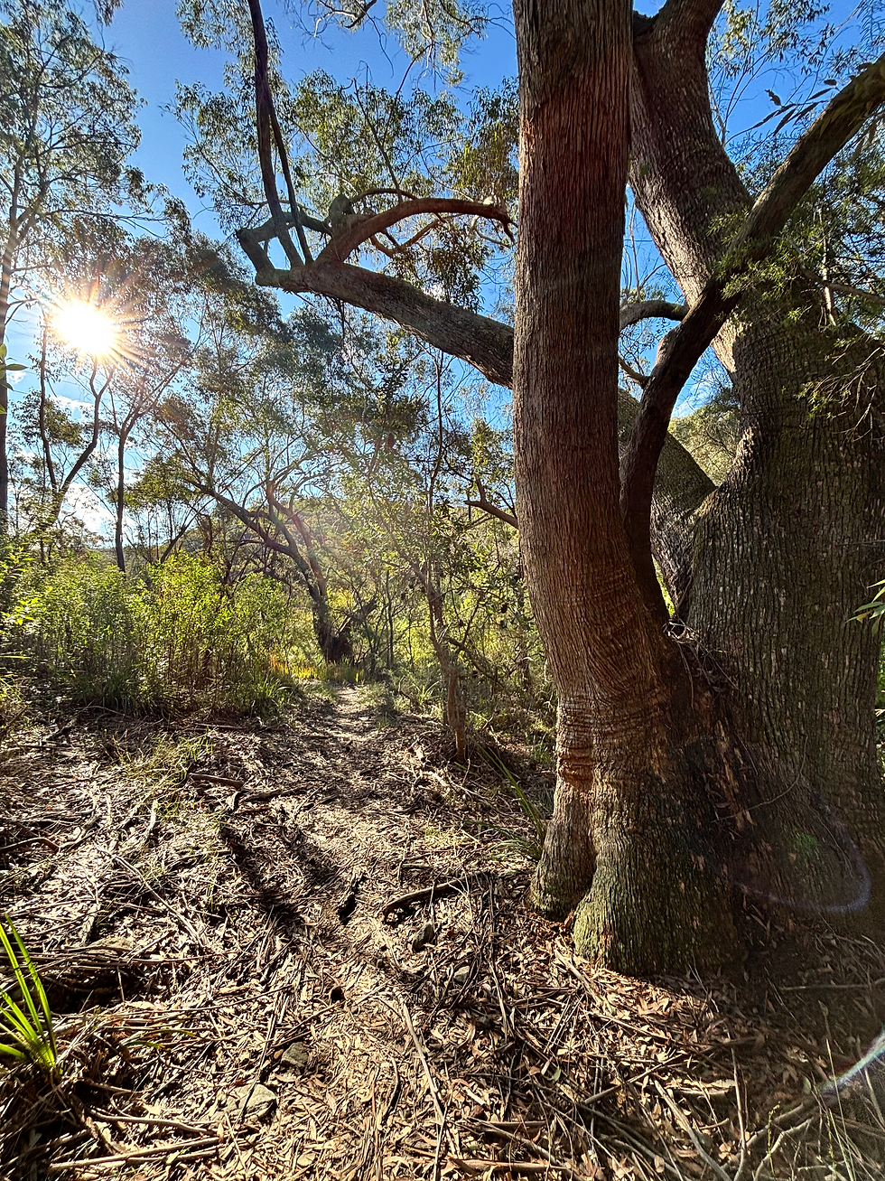 Cascades to Bungaroo via Frenchs Creek Hike