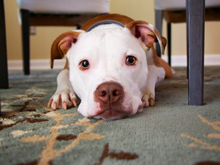Treating moderate cases of separation anxiety in dogs